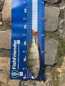 European Perch