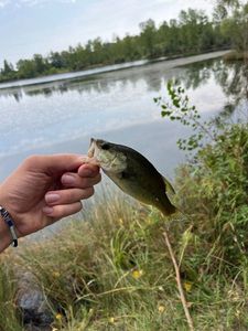 Largemouth Bass