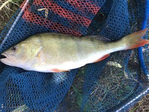 European Perch