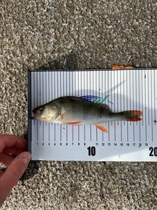 European Perch