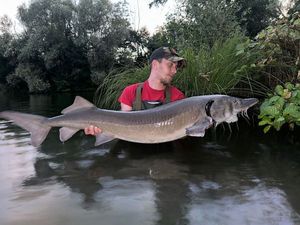 Sturgeon