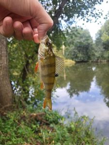 European Perch