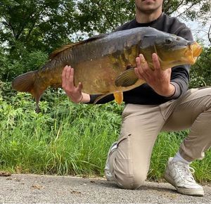 Leather Carp