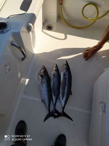 Atlantic Bonito