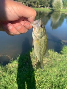 Largemouth Bass