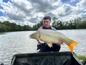 Common Carp