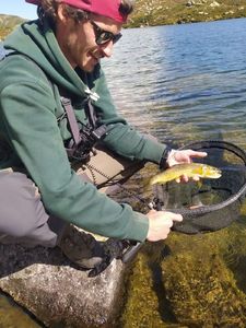 Brown Trout