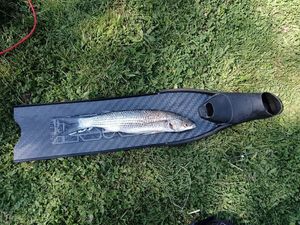Thicklip Grey Mullet