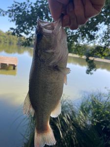 Largemouth Bass