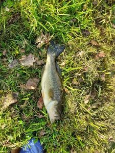 Largemouth Bass