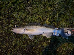 Zander