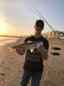 European Bass (Seabass)