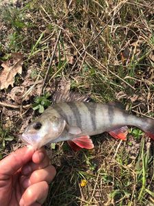 European Perch