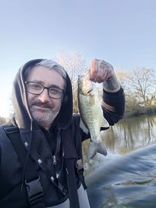 Largemouth Bass