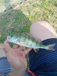 European Perch