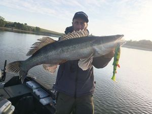 Zander