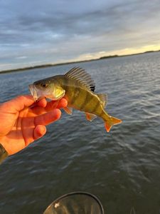 European Perch