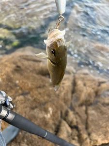 European Bass (Seabass)