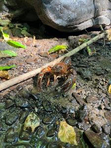 Red Swamp Crayfish