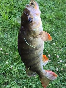 European Perch