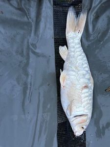 Koï Fish