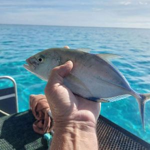 Bluefin Trevally