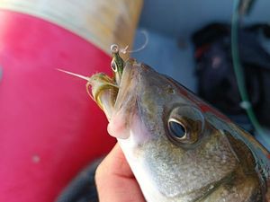 European Bass (Seabass)