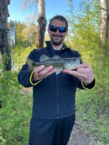 Largemouth Bass