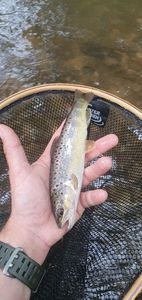 Brown Trout