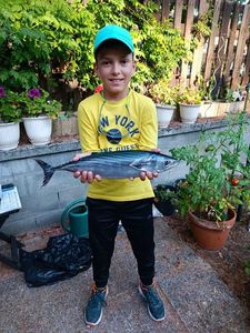 Skipjack Tuna