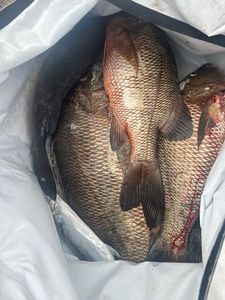 African Red Snapper