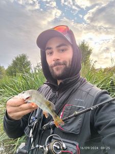 European Perch