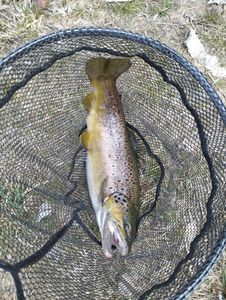 Brown Trout