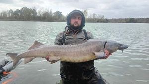 Sturgeon