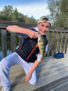 European Perch