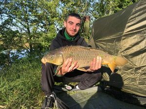 Common Carp