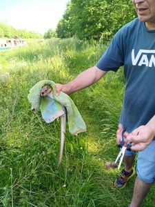 European Eel (Common Eel)