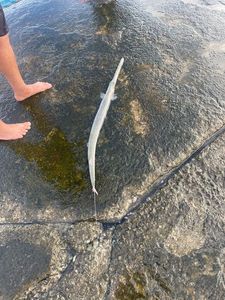 Garfish