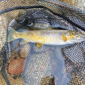 Brown Trout