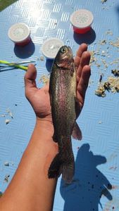 Rainbow Trout