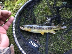 Brown Trout