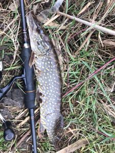 Northern Pike