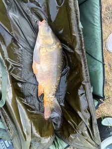 Mirror Carp
