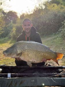 Common Carp