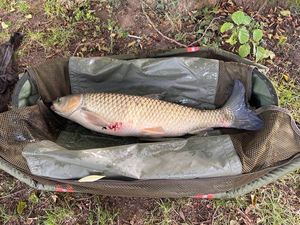 Grass Carp