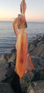 European Squid