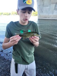 Smallmouth Bass