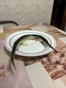 Garfish
