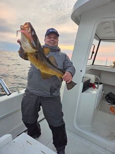 Atlantic Cod (Baltic)