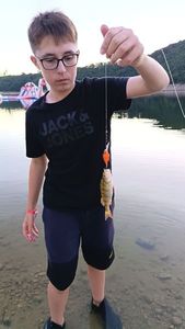 European Perch